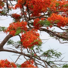 Delonix regia - Poinciana, Flame Tree