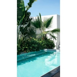 The Best Plants for your Pool Area