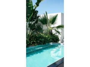 The Best Plants for your Pool Area