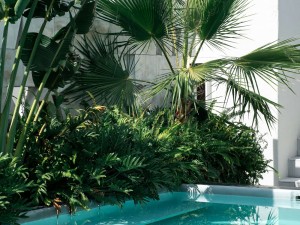 The Best Plants for your Pool Area