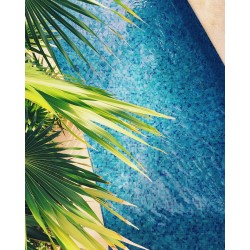 The Best Plants for your Pool Area
