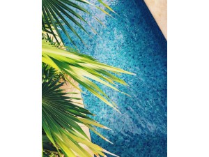 The Best Plants for your Pool Area