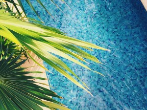 The Best Plants for your Pool Area