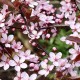 Prunus cerasifera Nigra - Flowering Plum, Black Cherry