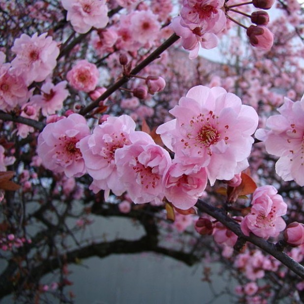 Prunus x blireana - Purple Leafed Plum Prunus x blireana - Purple Leafed Plum