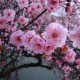 Prunus x blireana - Purple Leafed Plum Prunus x blireana - Purple Leafed Plum