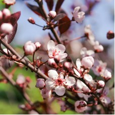 Prunus cerasifera Nigra - Flowering Plum, Black Cherry