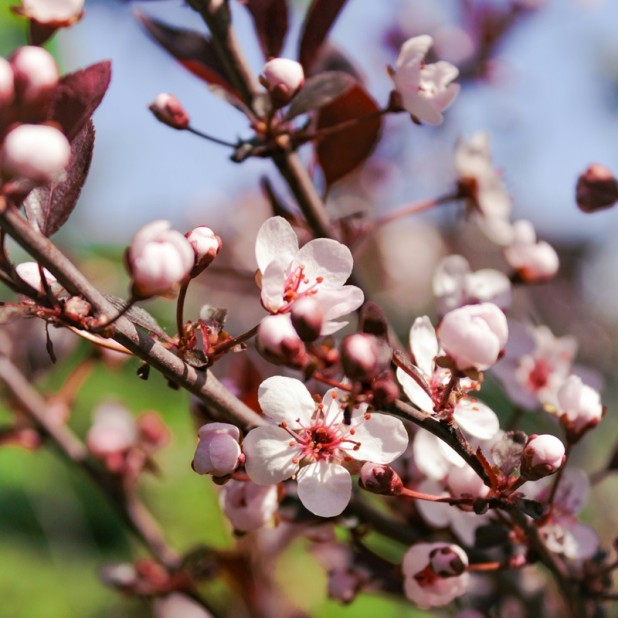Prunus cerasifera Nigra - Flowering Plum, Black Cherry