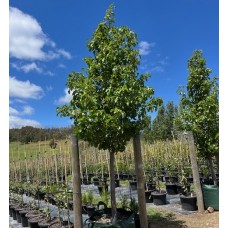 Pyrus calleryana 'Cleveland Select' / 'Chanicleer'- Ornamental Pear