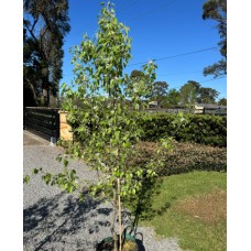 Pyrus nivalis - Snow Pear