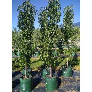 Pyrus calleryana 'Capital' - Capital Ornamental Pear