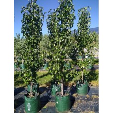 Pyrus calleryana 'Capital' - Capital Ornamental Pear