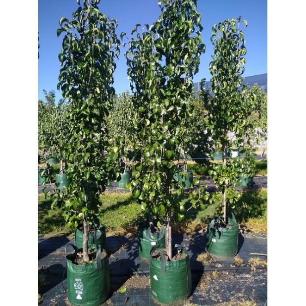 Pyrus calleryana 'Capital' - Capital Ornamental Pear