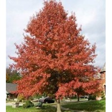 Quercus palustrus - Pin Oak, Swamp Oak