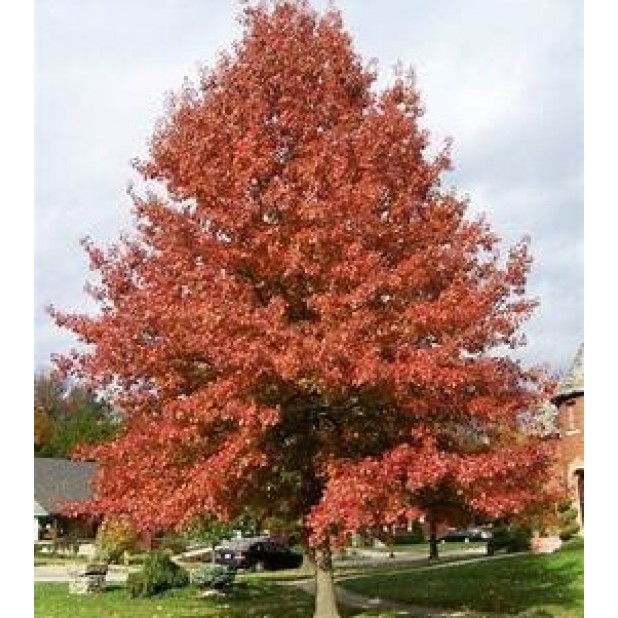Quercus palustrus - Pin Oak, Swamp Oak Quercus palustrus - Pin Oak, Swamp Oak