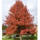 Quercus palustrus - Pin Oak, Swamp Oak Quercus palustrus - Pin Oak, Swamp Oak