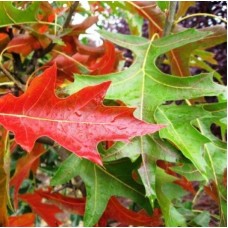 Quercus palustrus - Pin Oak, Swamp Oak