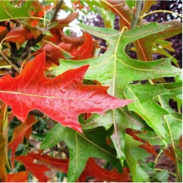 Quercus palustrus - Pin Oak, Swamp Oak Quercus palustrus - Pin Oak, Swamp Oak