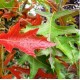 Quercus palustrus - Pin Oak, Swamp Oak Quercus palustrus - Pin Oak, Swamp Oak