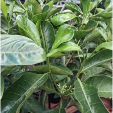 Randia fitzalanii / Atractocarpus fitzalanii - Native Gardenia