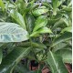 Randia fitzalanii / Atractocarpus fitzalanii - Native Gardenia