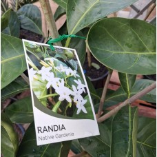 Randia fitzalanii / Atractocarpus fitzalanii - Native Gardenia