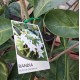 Randia fitzalanii / Atractocarpus fitzalanii - Native Gardenia
