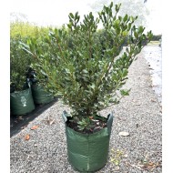 Raphiolepis intermedia - Indian Hawthorn