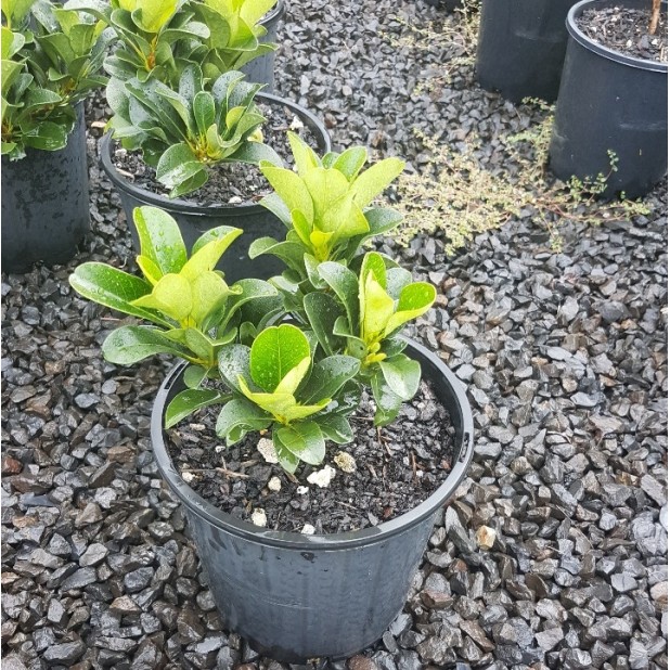 Raphiolepis indica 'Oriental Pearl' - Indian Hawthorn