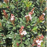 Raphiolepis 'Snow Maiden' - White Indian Hawthorn