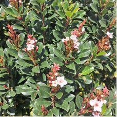 Raphiolepis 'Snow Maiden' - White Indian Hawthorn