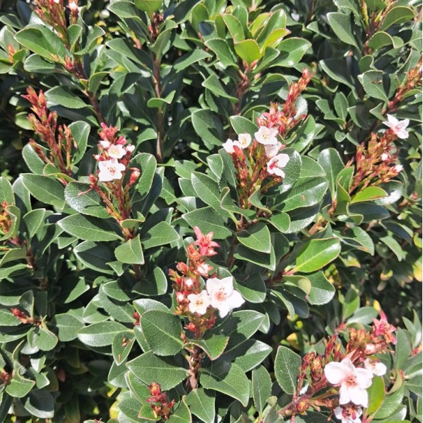Raphiolepis 'Snow Maiden' - White Indian Hawthorn