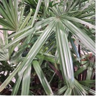 Rhapis excelsa - Broadleaf Lady Palm