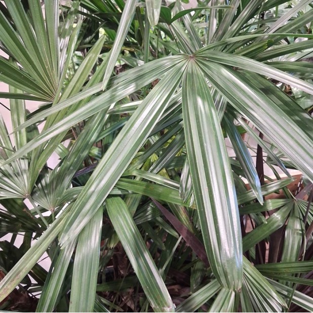 Rhapis excelsa - Broadleaf Lady Palm