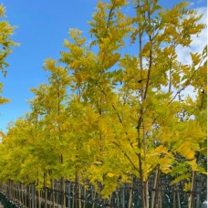 Robinia pseudoacacia 'Frisia' - Golden Robinia