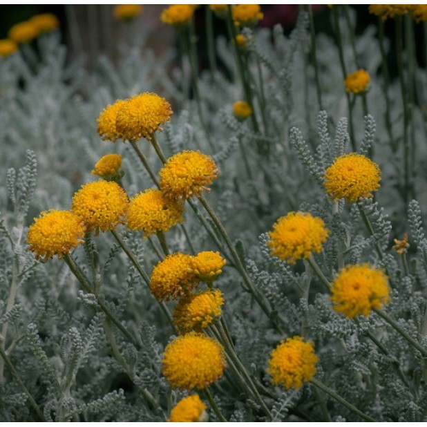 Santolina chamaecyparissus - Cotton Lavender