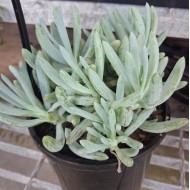 Senecio serpens or Senecio mandraliscae - Blue Chalksticks