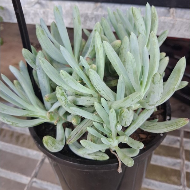 Senecio serpens or Senecio mandraliscae - Blue Chalksticks