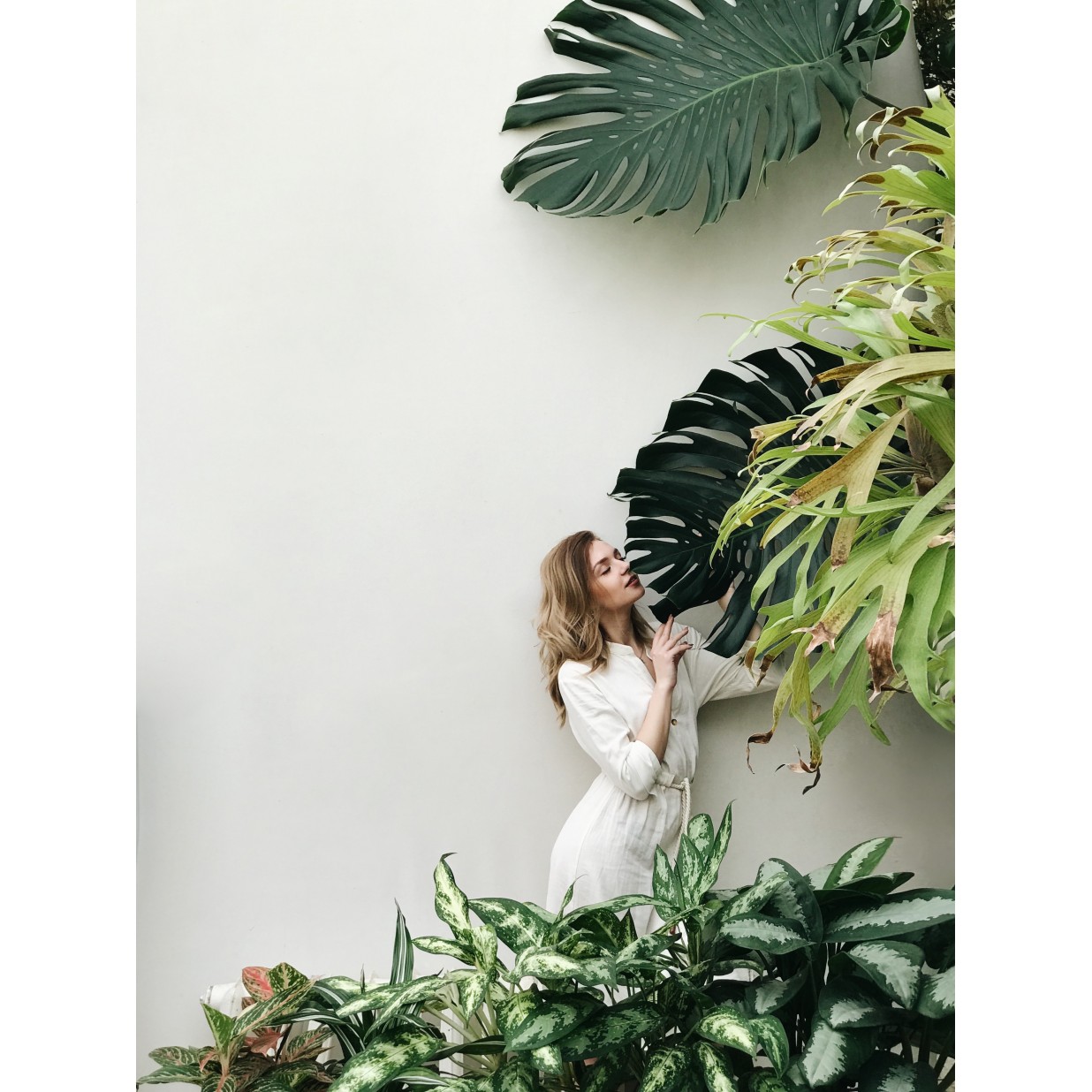 Shade & Indoor Plants