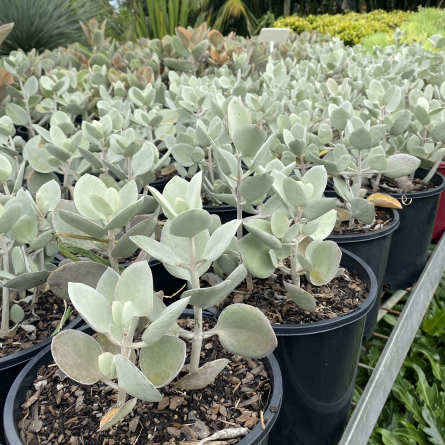 fabric planting containers Grow Bags