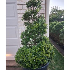 Topiary, Cones, Balls, Spirals - Specialty Designer Shaped Trees