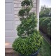 Topiary, Cones, Balls, Spirals - Specialty Designer Shaped Trees
