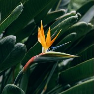 Strelitzia reginae - Bird of Paradise