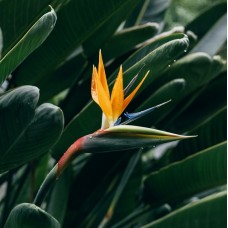 Strelitzia reginae - Bird of Paradise