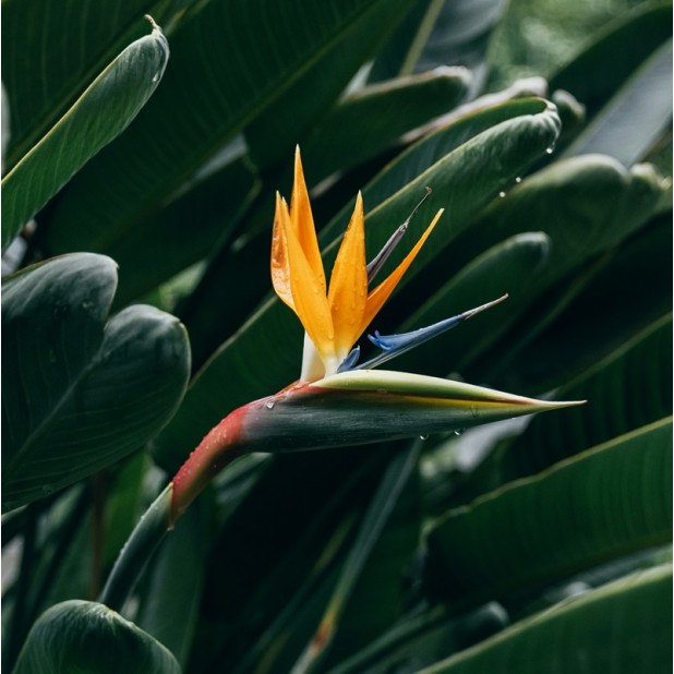 Strelitzia reginae - Bird of Paradise
