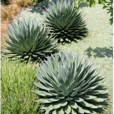 Succulents & Agave - Landscaping Varieties 