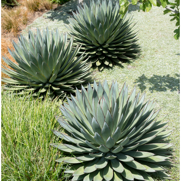 Succulents & Agave - Landscaping Varieties Succulents & Agave - Landscaping Varieties