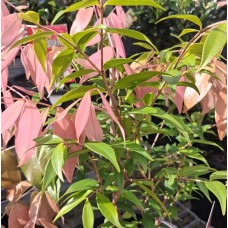 Syzygium Cascade - Cascading Lilly Pilly