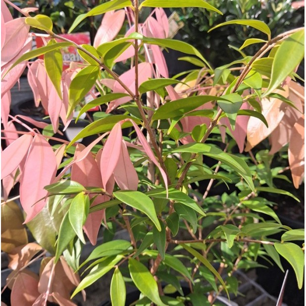 Syzygium Cascade - Cascading Lilly Pilly