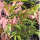 Syzygium Cascade - Cascading Lilly Pilly